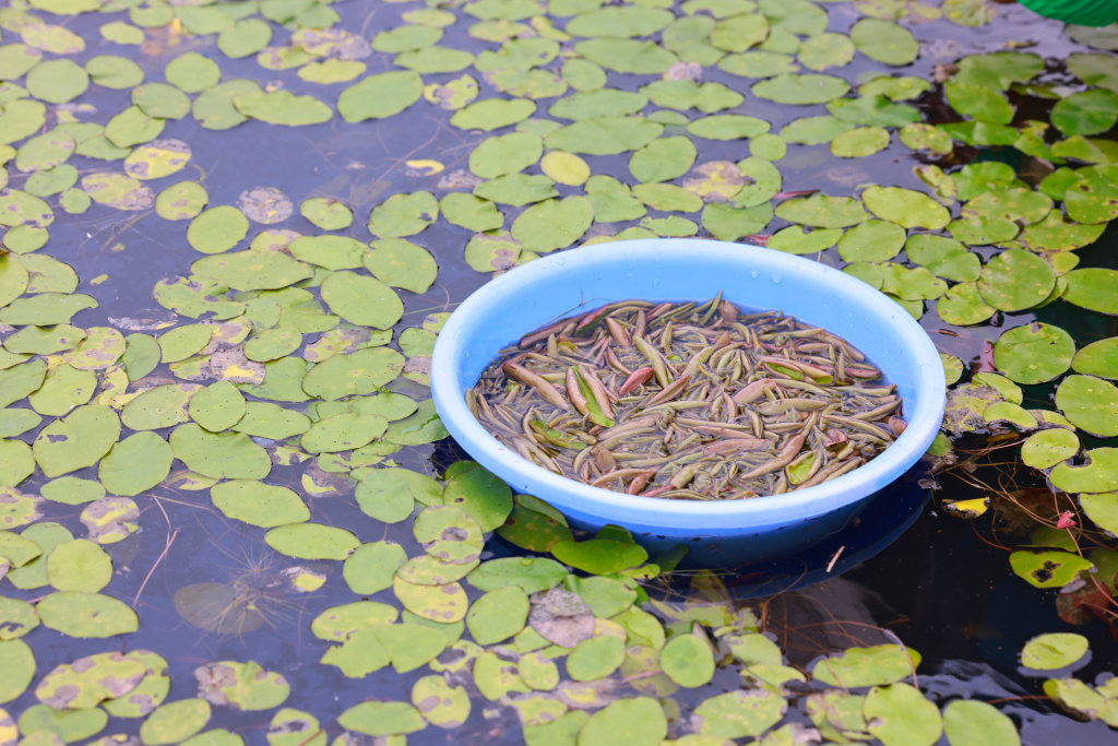 组图| 咸丰高山莼菜采摘忙 小小叶子畅销海内外-社会-云上恩施