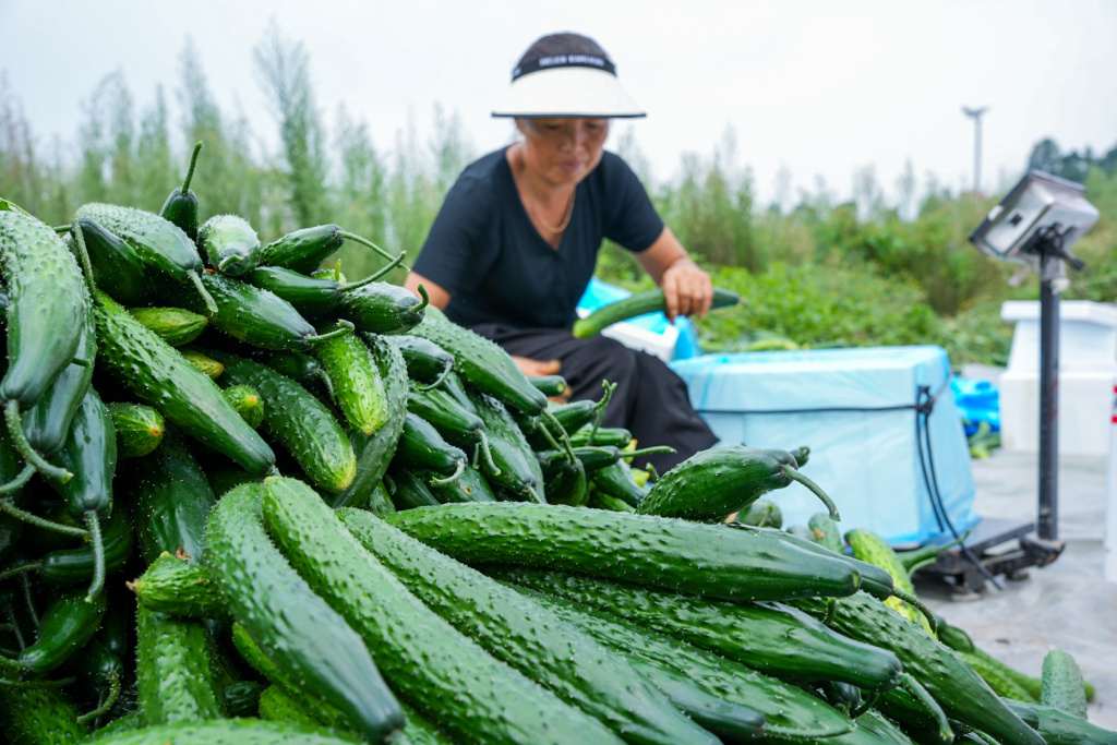 宣恩黄瓜丰收采摘忙乡村振兴产业旺