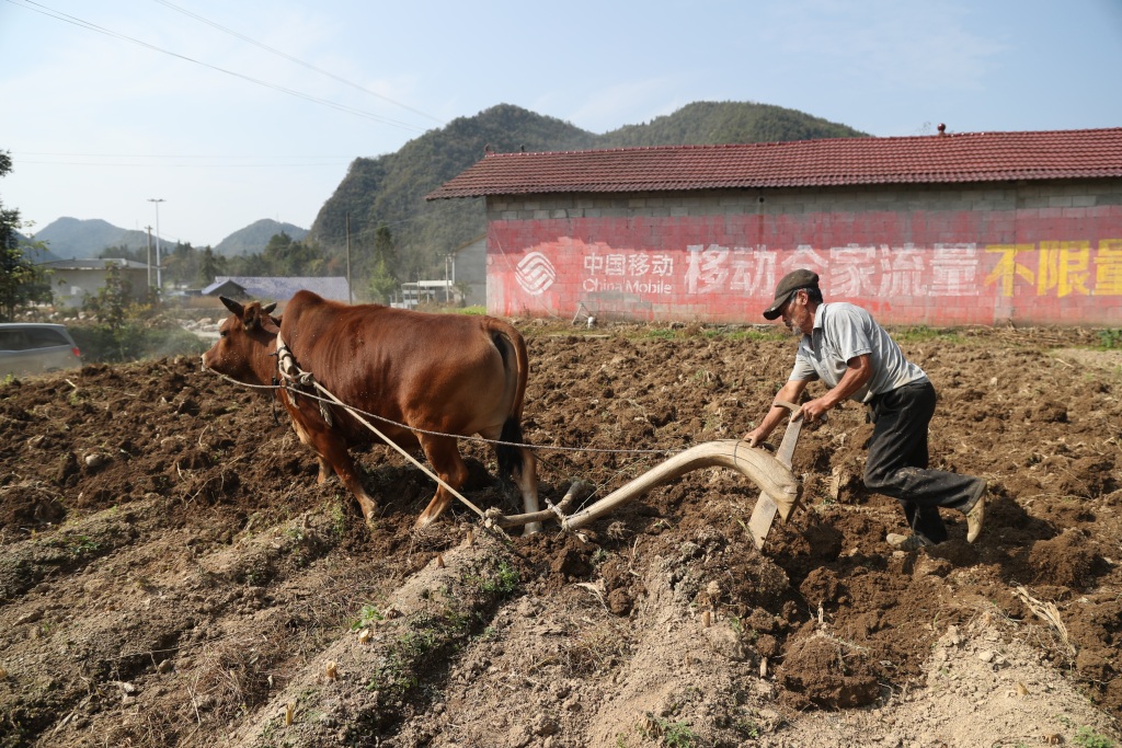 立冬将至鹤峰乡村老人牵牛耕地忙