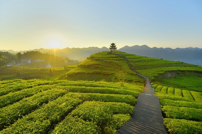 社会>当前位置:>首页>云上恩施>社会>伍家台茶园(资料图)宣恩是旅游"