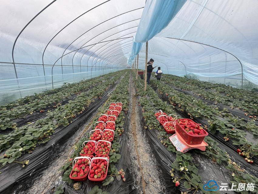 宣恩高罗草莓采摘正当时