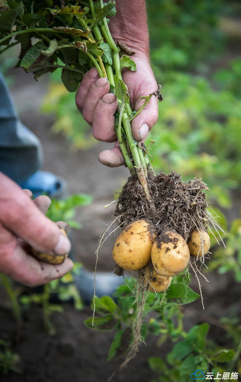 中国哪里的土豆最好吃中国国家地理恩施小土豆排名第