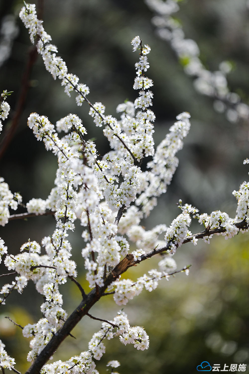 巴东李花怒放一树白满枝烂漫春意浓
