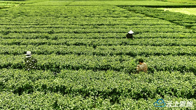 宣恩:人间四月天 茶山"好春光"-社会-云上恩施