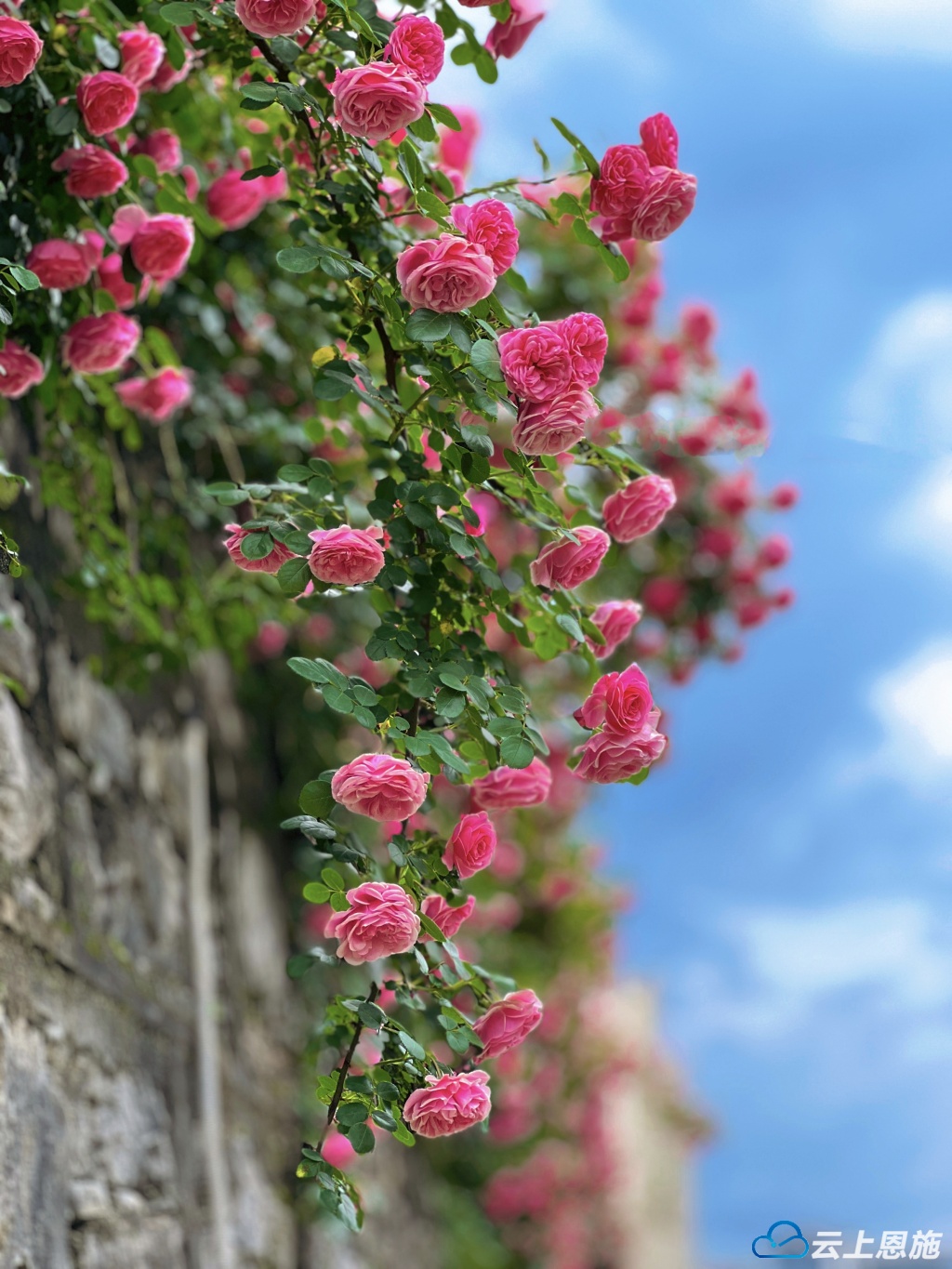 组图 | 建始:蔷薇花绽放  梦幻多彩