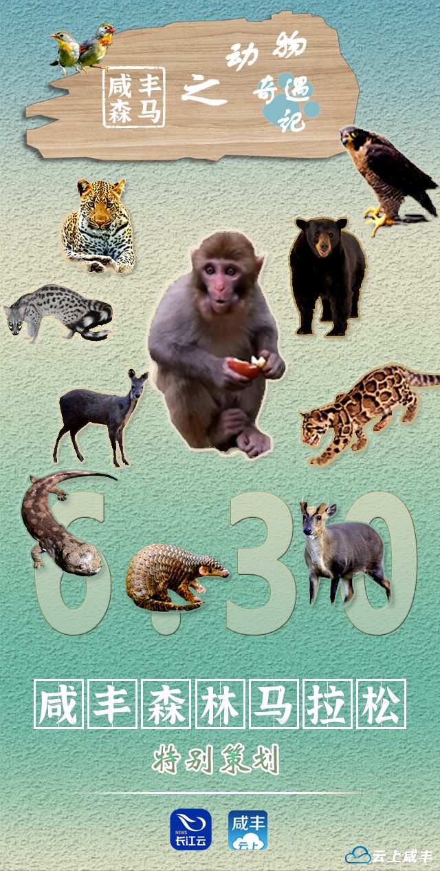 海报丨咸丰森林马拉松·动物奇遇记