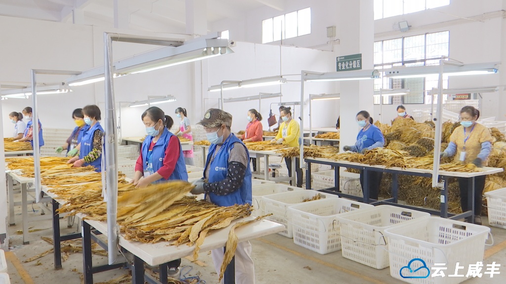 咸丰烟叶收购平稳有序