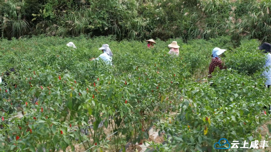 咸丰5万亩高山辣椒迎丰收