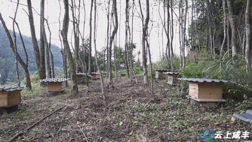 大山里的“甜蜜”事业