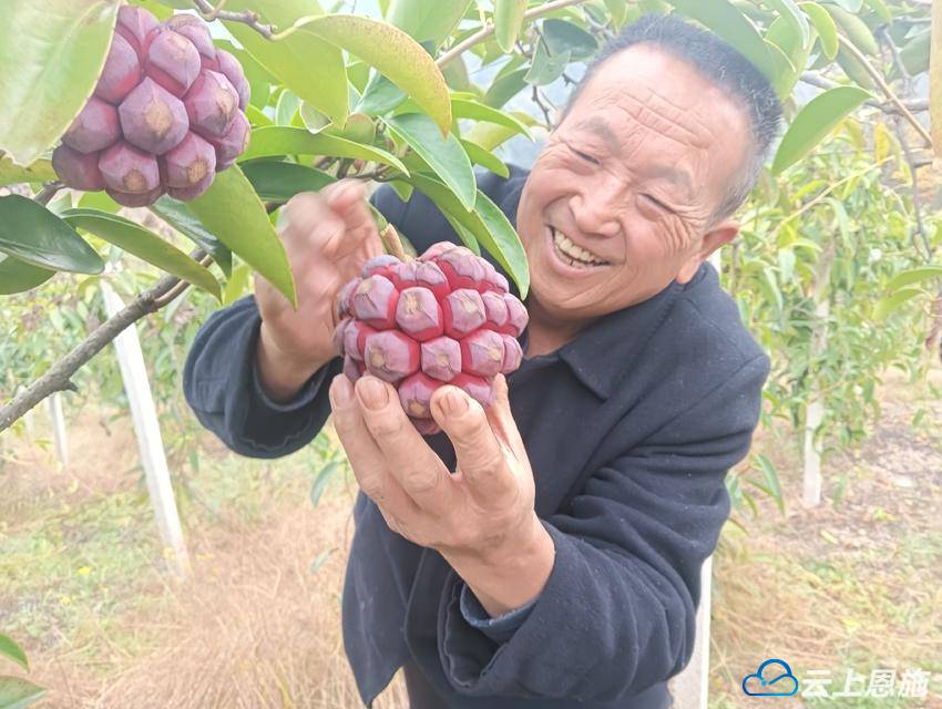 黑老虎药材药性图片