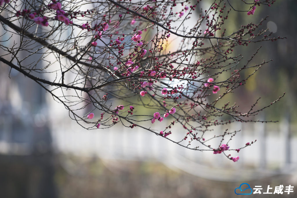 组图｜小寒时节梅花开