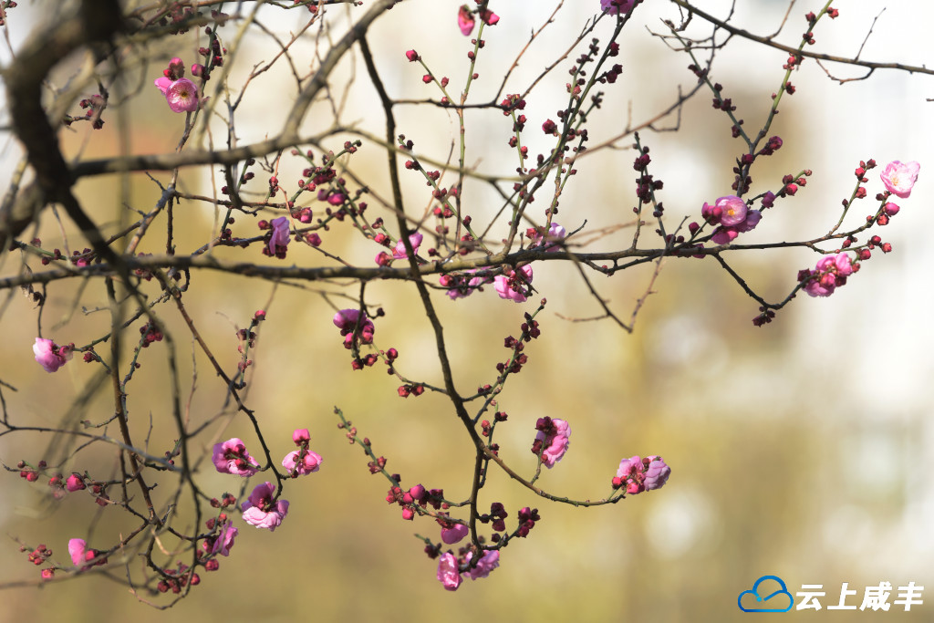 LWJ_4243_副本.jpg LWJ_4243_副本.jpg