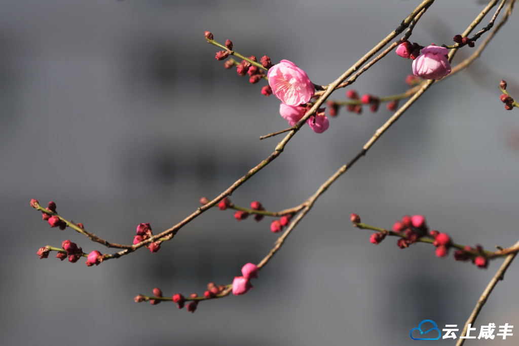 LWJ_4248_副本.jpg LWJ_4248_副本.jpg