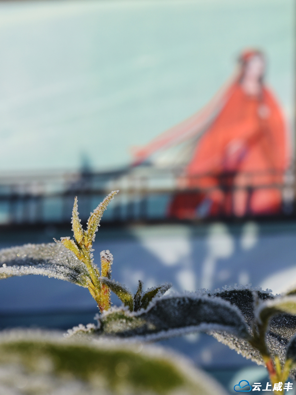 黄金洞：霜花烂漫映茶园