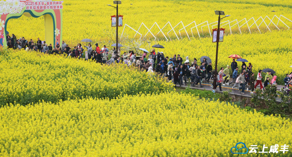 3月23日,市民在咸丰县大路坝区油菜花海参加健康跑。全媒体记者李维君摄.jpg 3月23日,市民在咸丰县大路坝区油菜花海参加健康跑。全媒体记者李维君摄.jpg