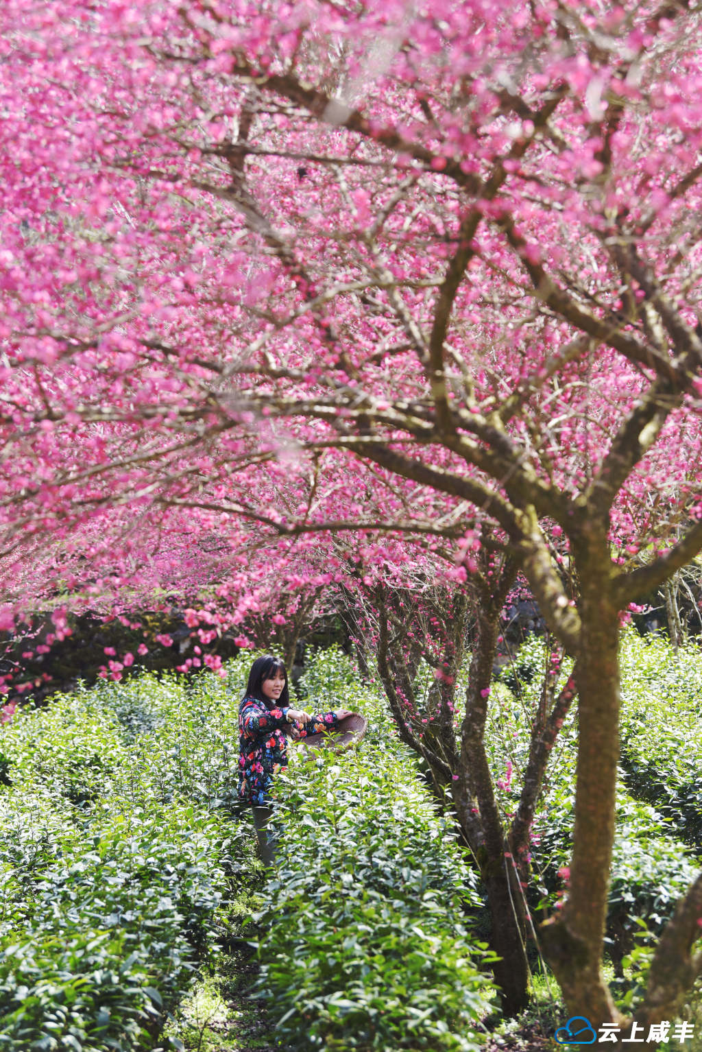 3月7日,游人在咸丰县高乐山镇梅子坪村体验采茶乐趣。全媒体记者李维君摄.jpg 3月7日,游人在咸丰县高乐山镇梅子坪村体验采茶乐趣。全媒体记者李维君摄.jpg
