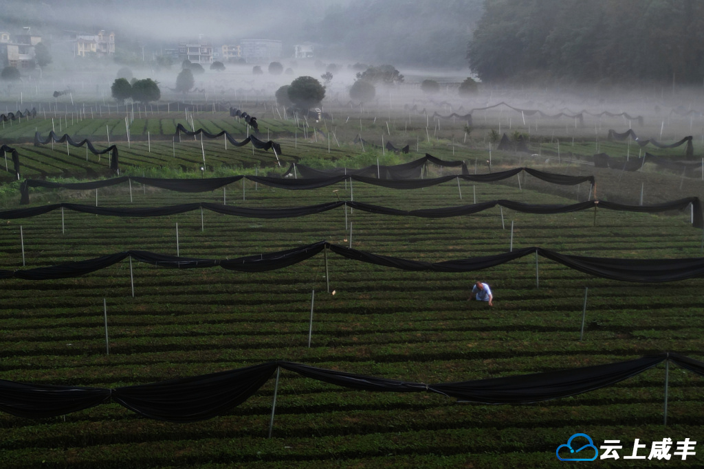 咸丰抹茶产业初见成效