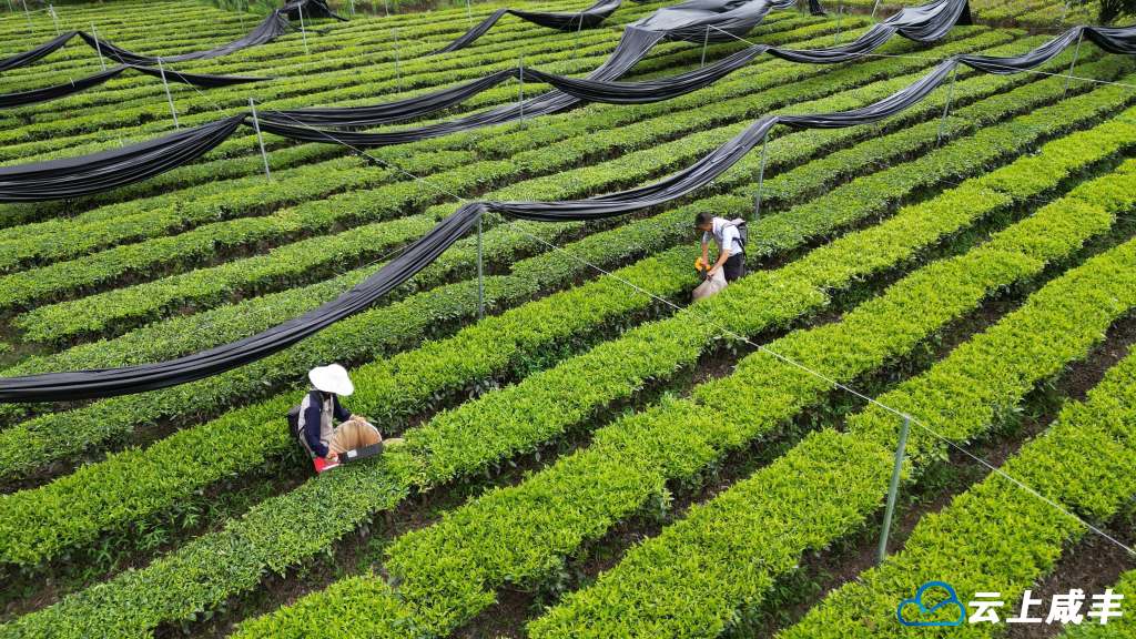【农村新报】湖北咸丰：咸丰抹茶初长成