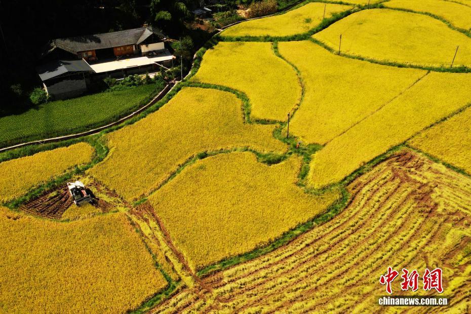【学习强国】湖北咸丰：稻浪金黄秋收忙