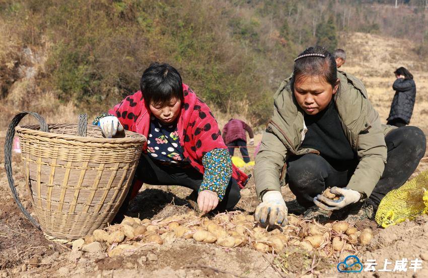 推廣薯玉豆種植模式助力農民增產增收