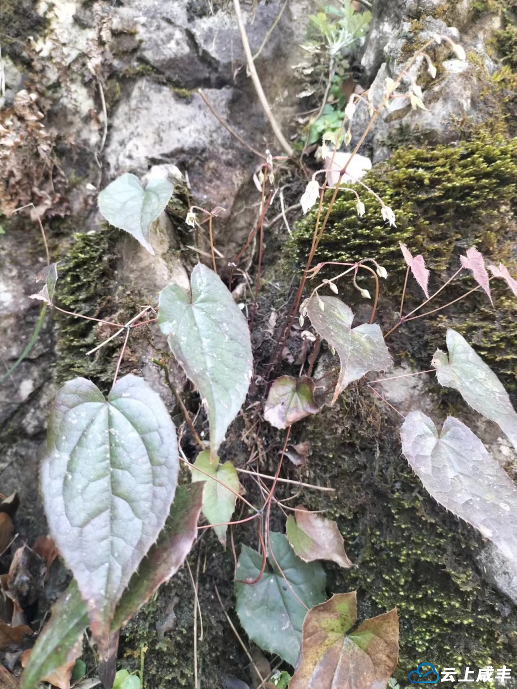 云阳活中草药图片