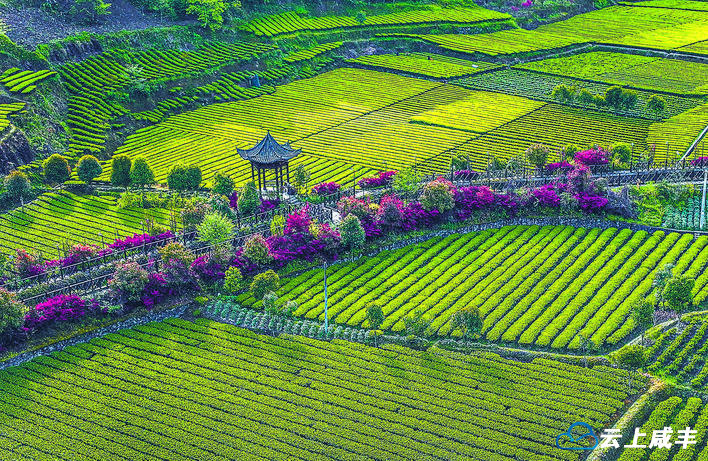 【咸丰白茶 世界共享】一叶长成大产业