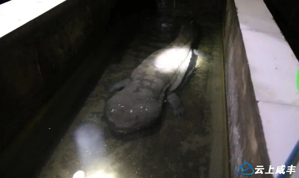 咸丰：科技护航 保护大鲵