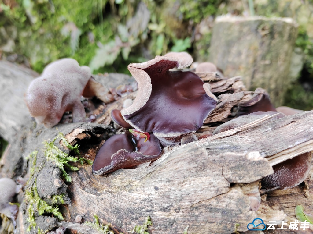 野生木耳难得难得