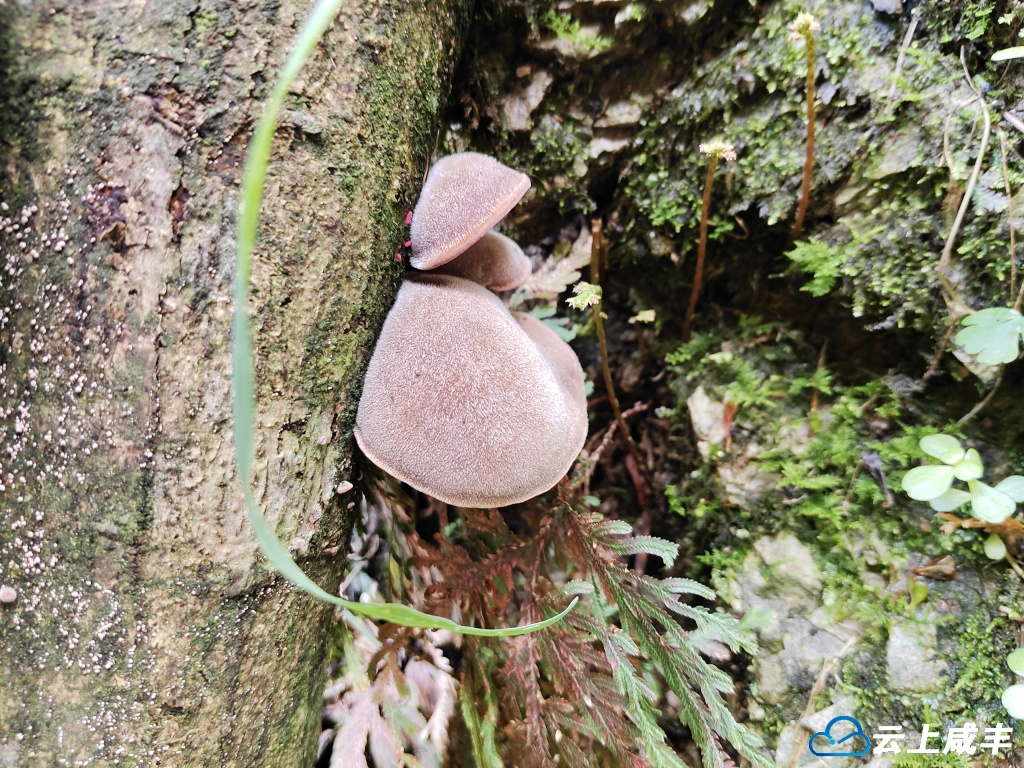 野生木耳难得难得