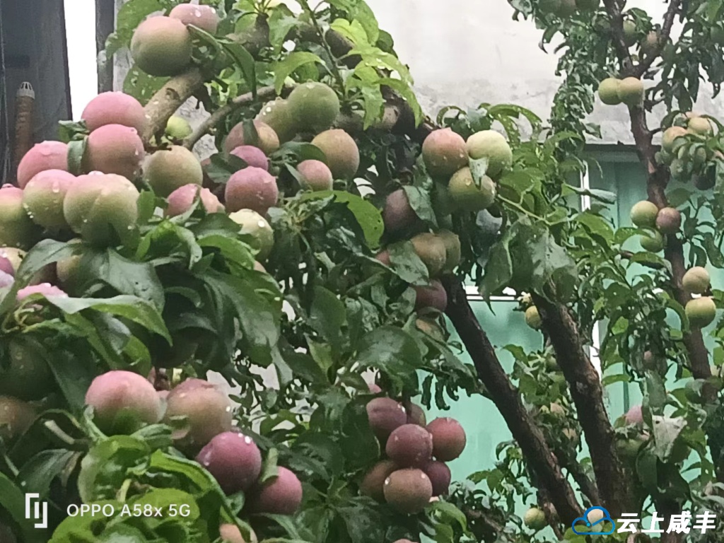 【咸丰方言播报】大路坝区伍家坝脆红李儿黄登哒！