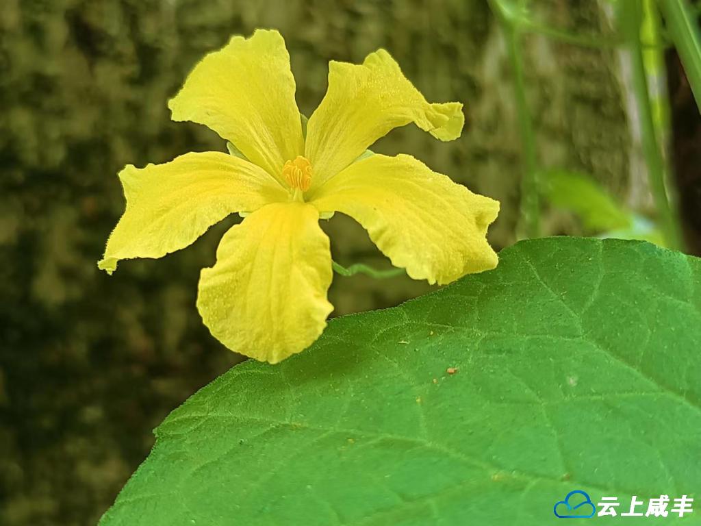 苦瓜花儿