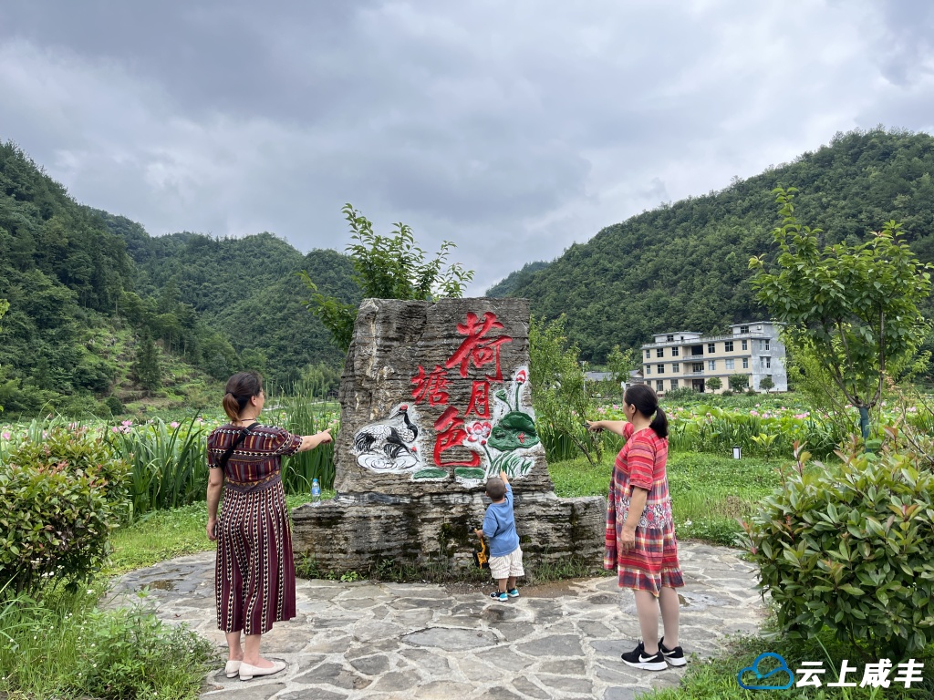 咸丰县张家坪：赏荷避暑两相宜