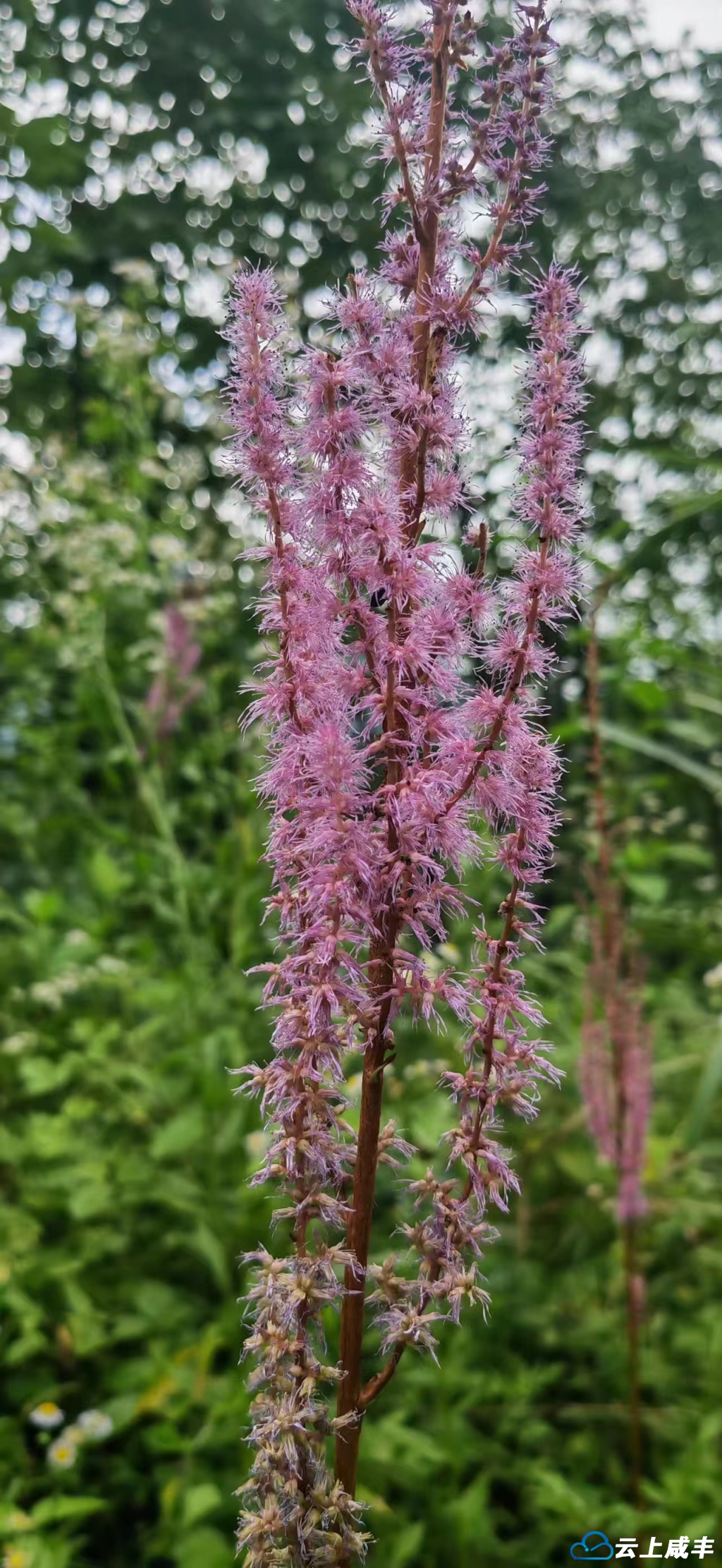 咸丰二仙岩湿地风光：落新妇