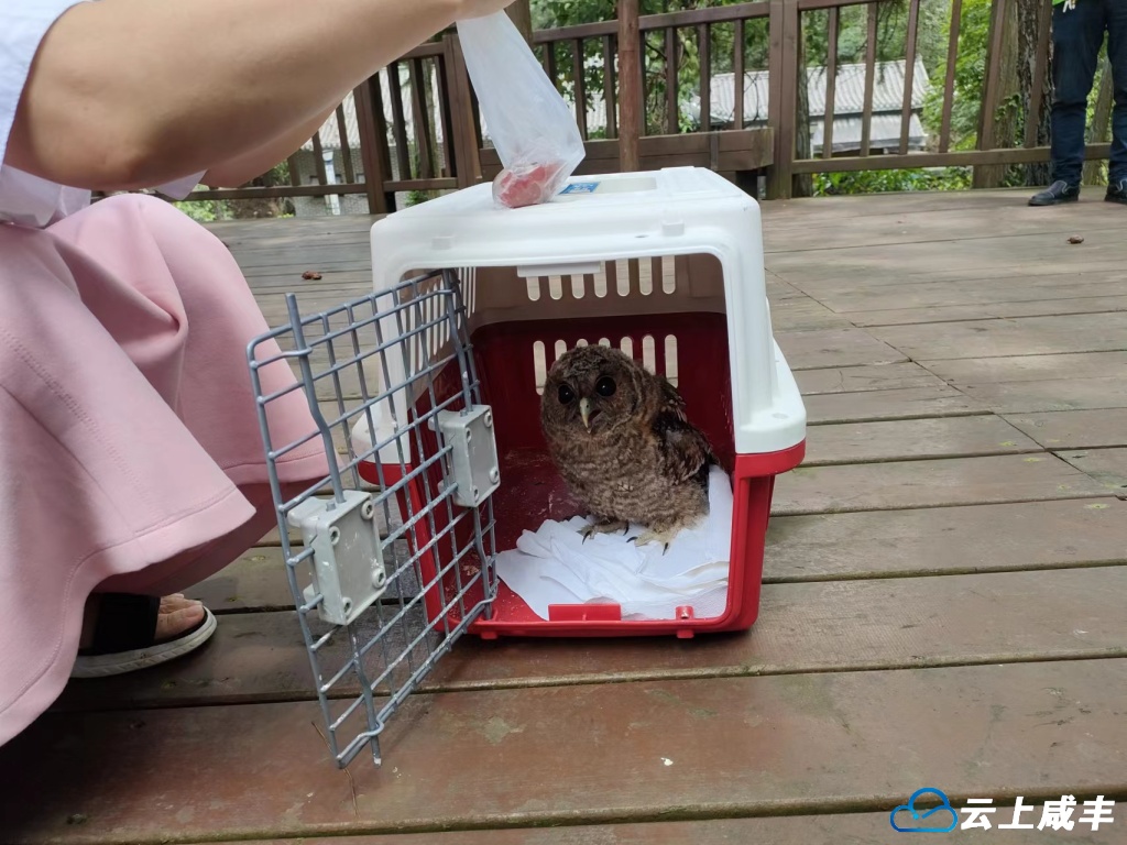 一只灰林鸮重归大自然