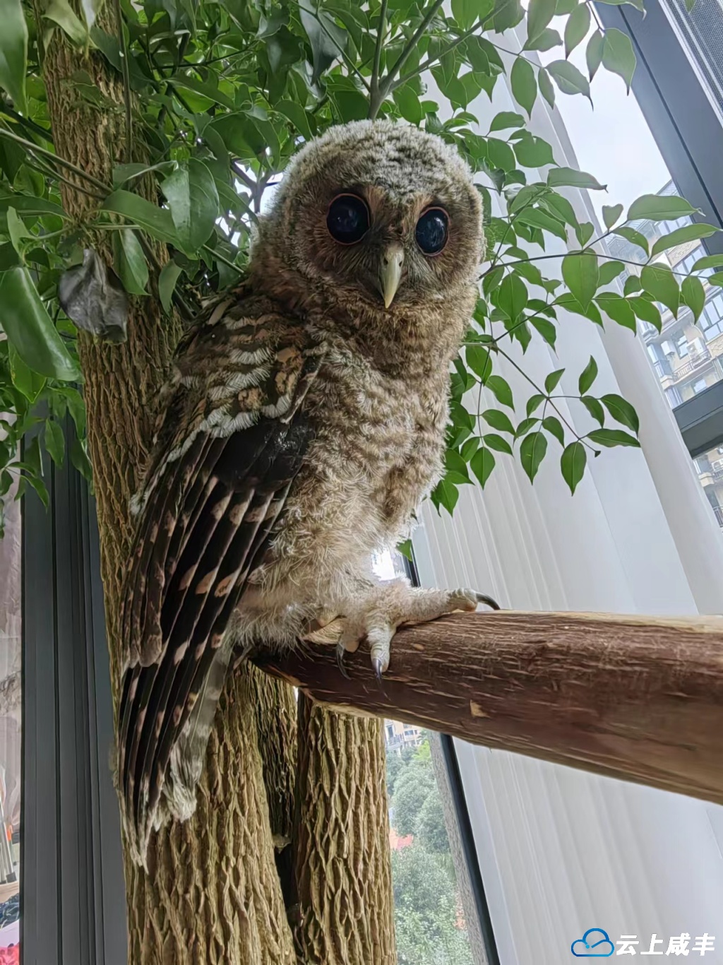 喂养中的灰林鸮幼鸟2.jpg 喂养中的灰林鸮幼鸟2.jpg