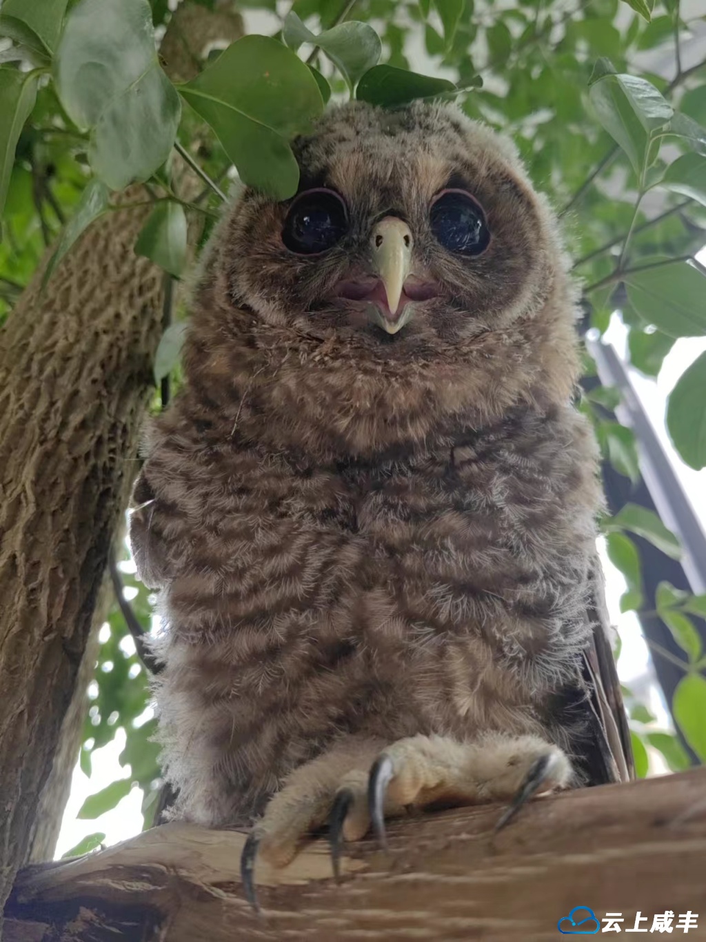 喂养中的灰林鸮幼鸟1.jpg 喂养中的灰林鸮幼鸟1.jpg
