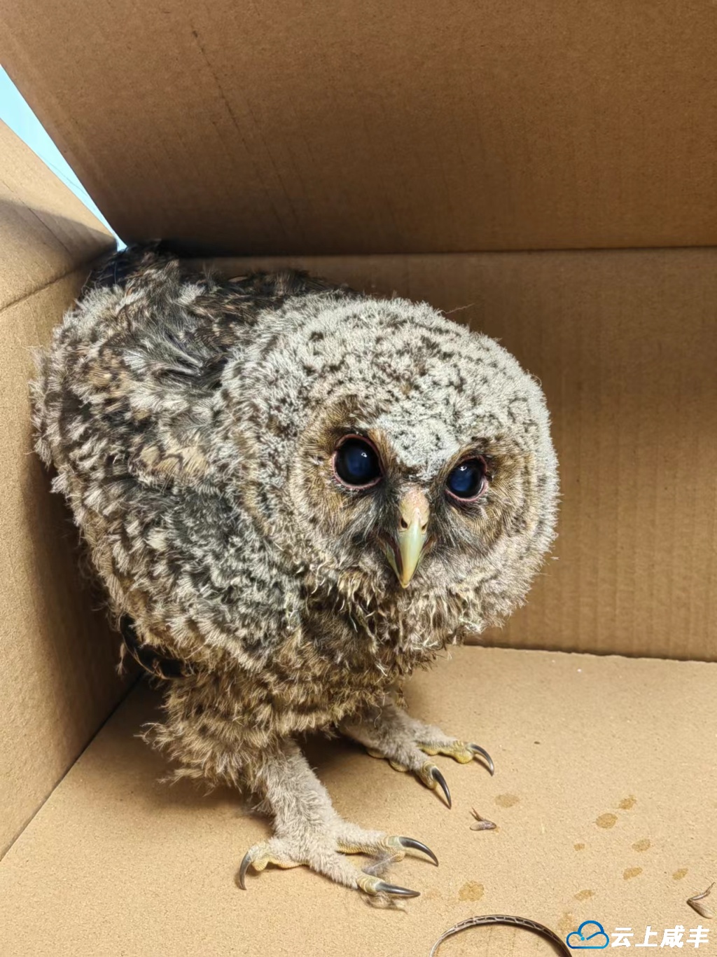 刚从水田中救护的灰林鸮幼鸟.jpg 刚从水田中救护的灰林鸮幼鸟.jpg