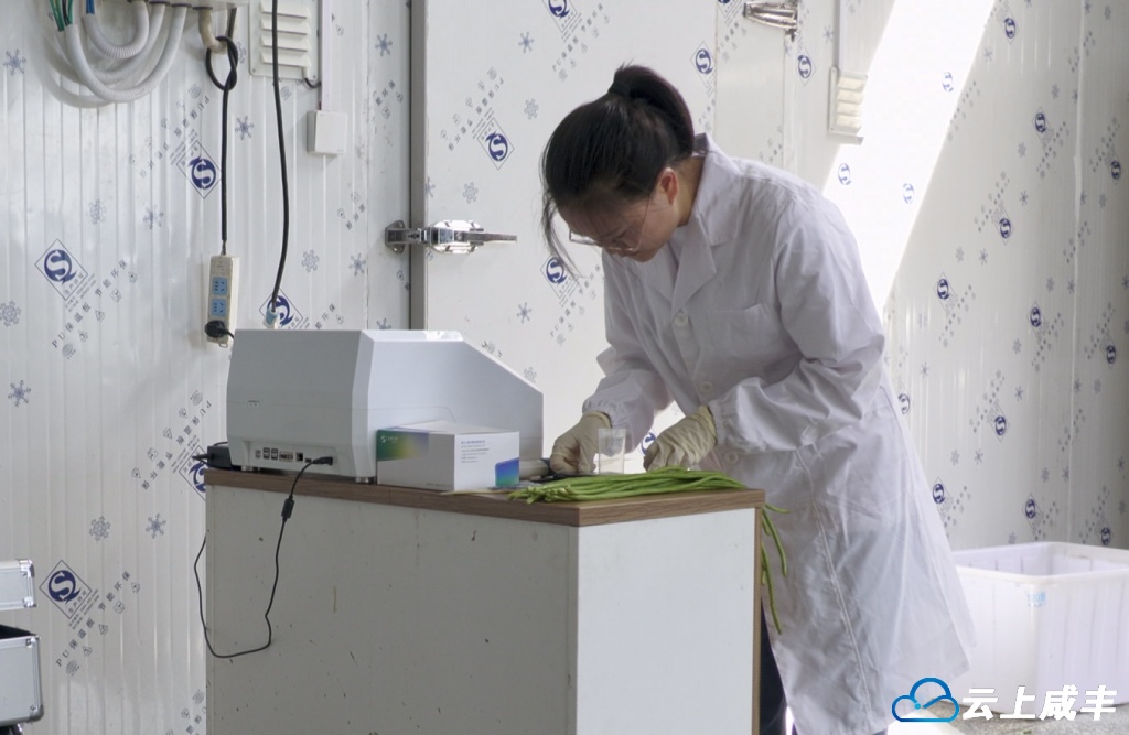 咸丰开展豇豆农残治理