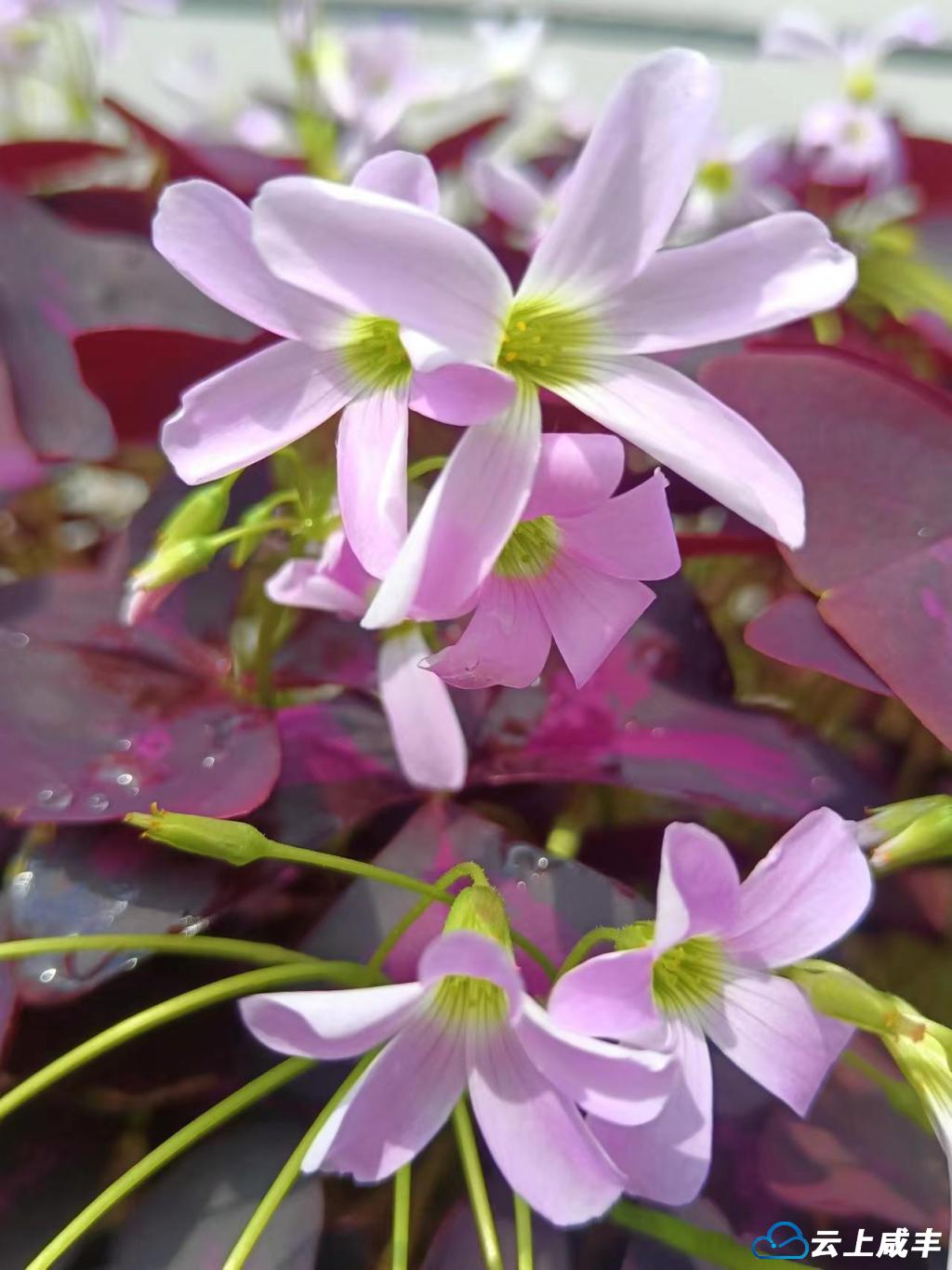 科普丨三角紫叶酢浆草：懂养生，善睡眠