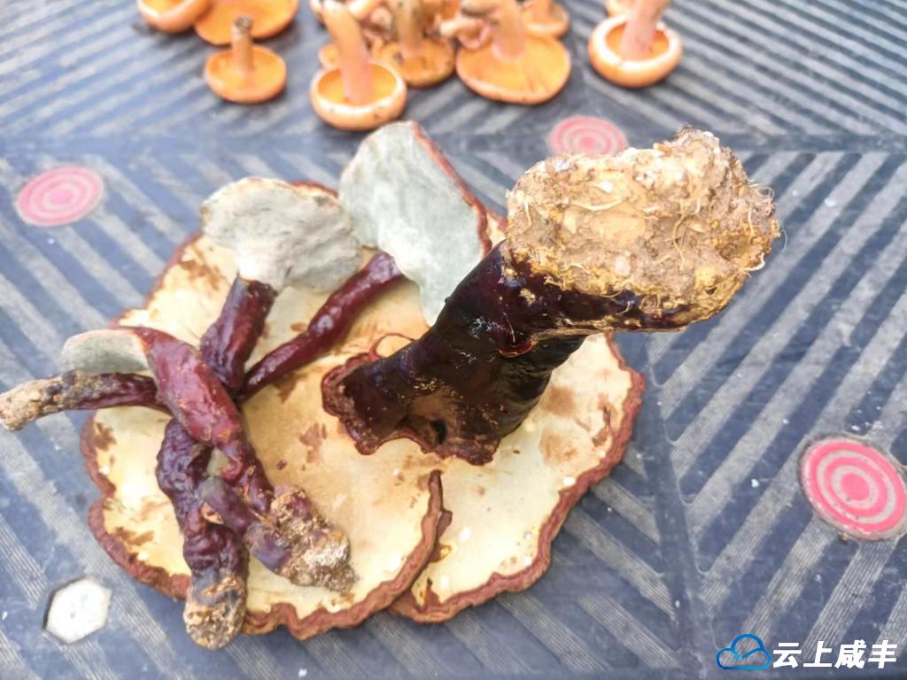 科普丨灵芝：扶正固本 食药两用