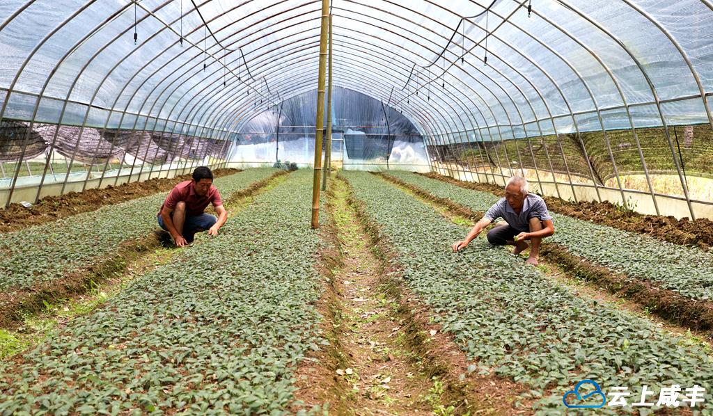 我的黄精我的梦