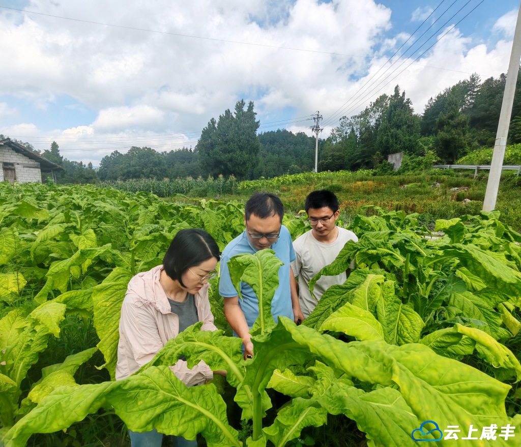 专家指导到烟田 “把脉问诊”更精确