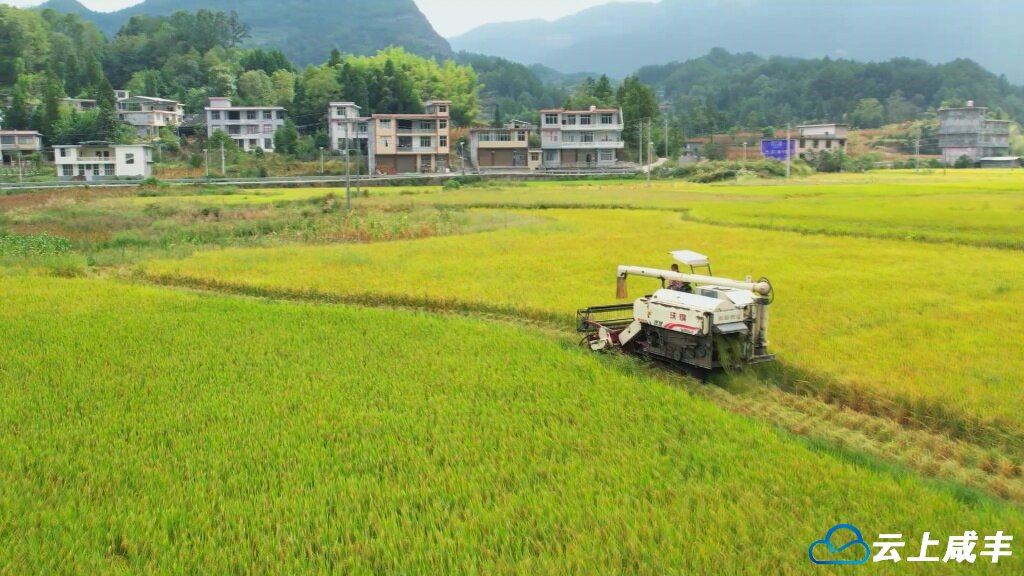 机械化助力水稻丰收
