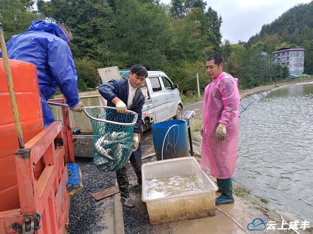 咸丰鲟源公司鲈鱼俏销