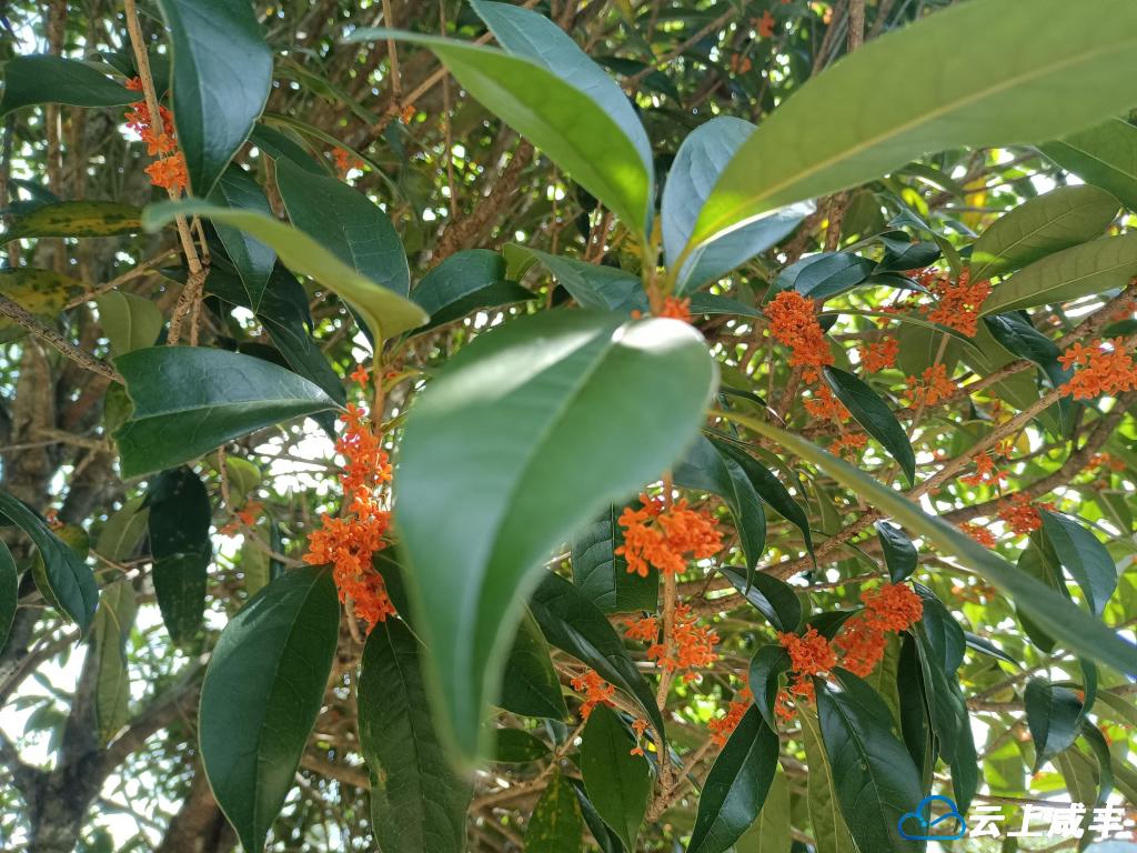 一起来咸丰，享受秋天的香甜！