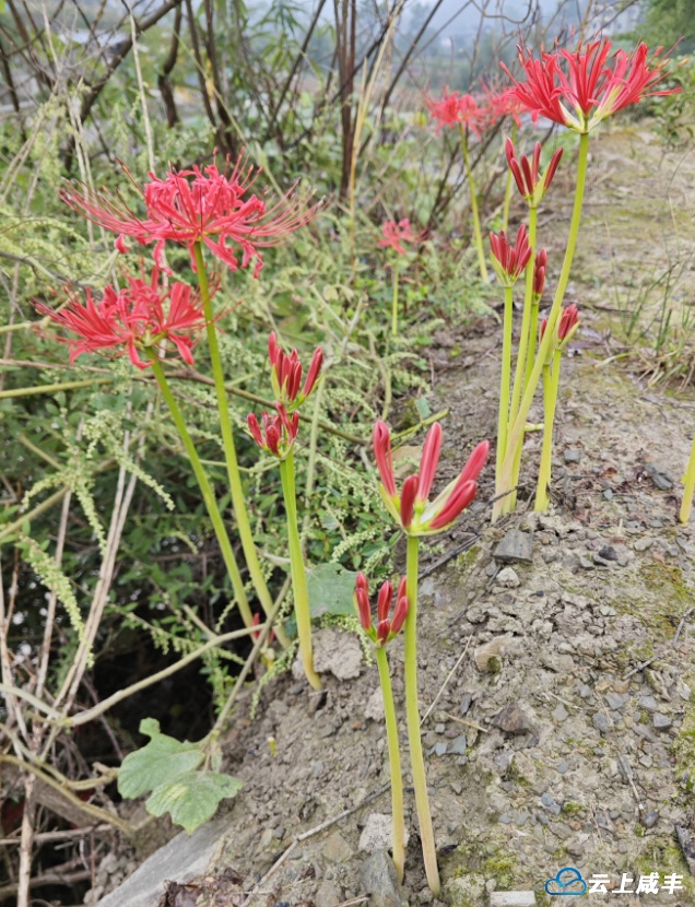 彼岸花：彼岸花开，轮回之约！