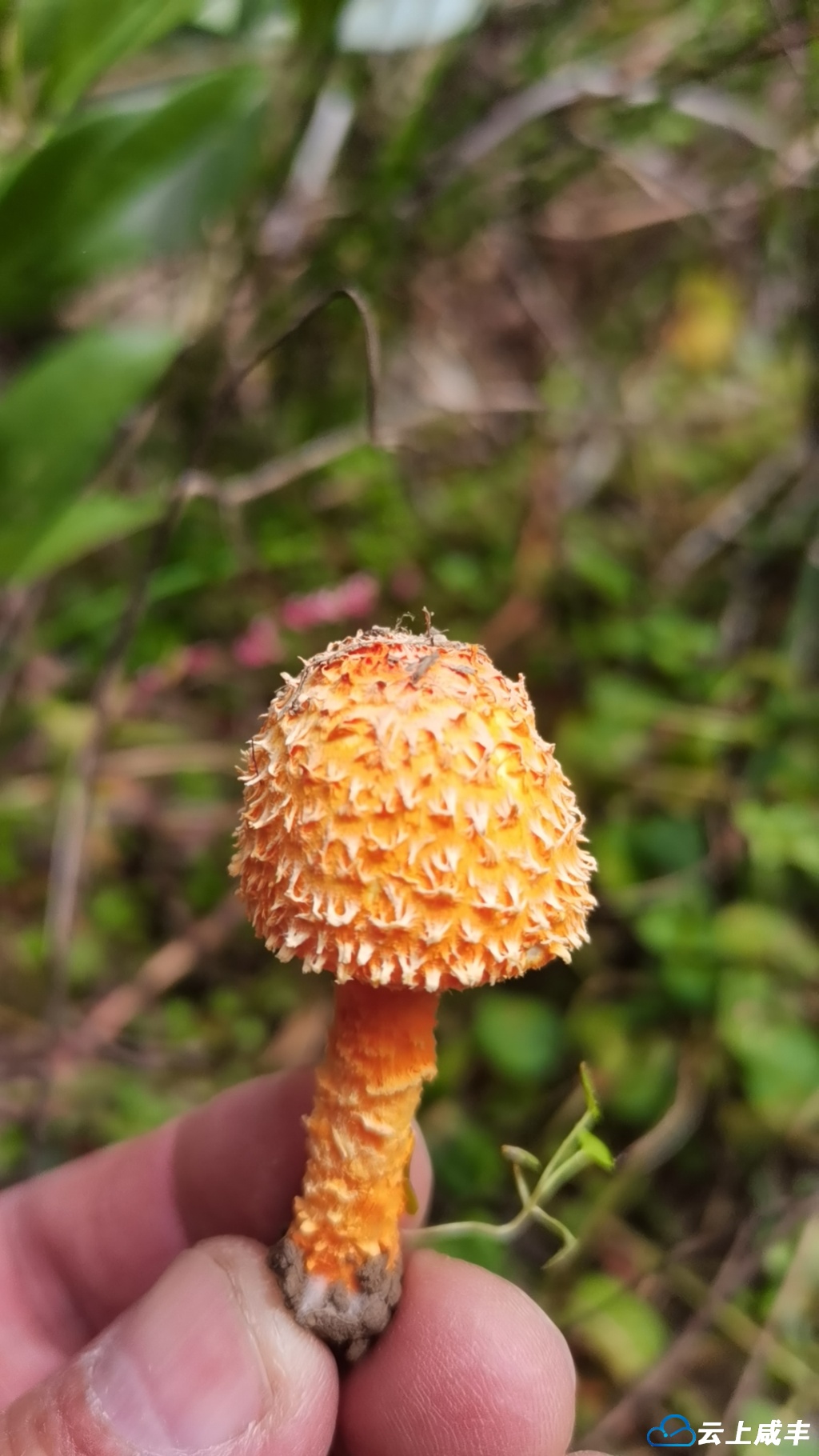 咸丰：硫色蘑菇，稀罕！