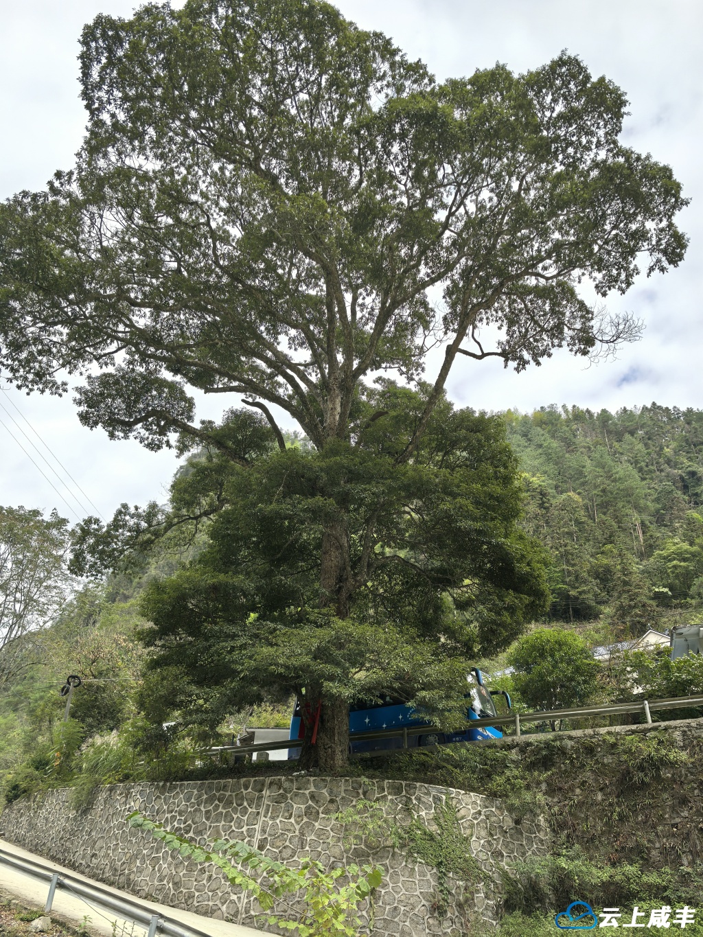 咸丰这株金丝楠现年269岁