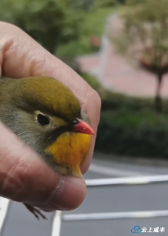 咸丰县林业工程师救护一只国家二级保护野生动物相思鸟