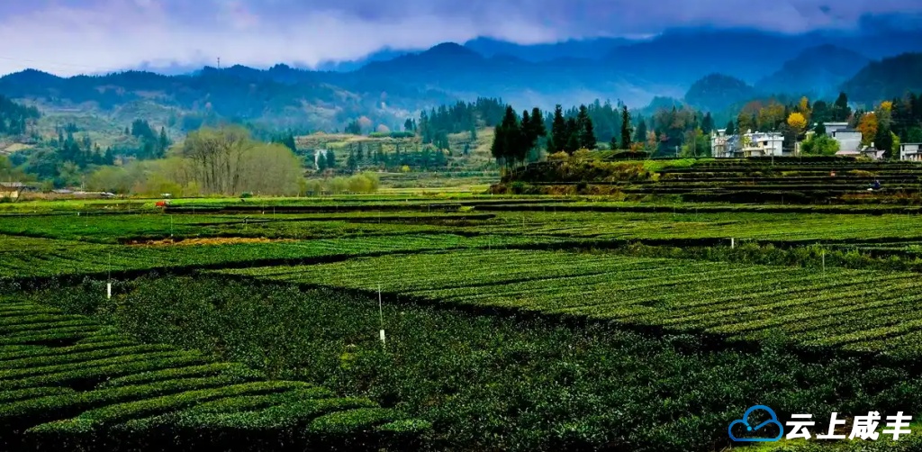 咸丰：产业旺促乡村兴